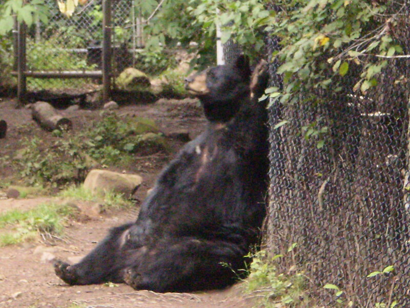 Black Bear Sitting — Calm