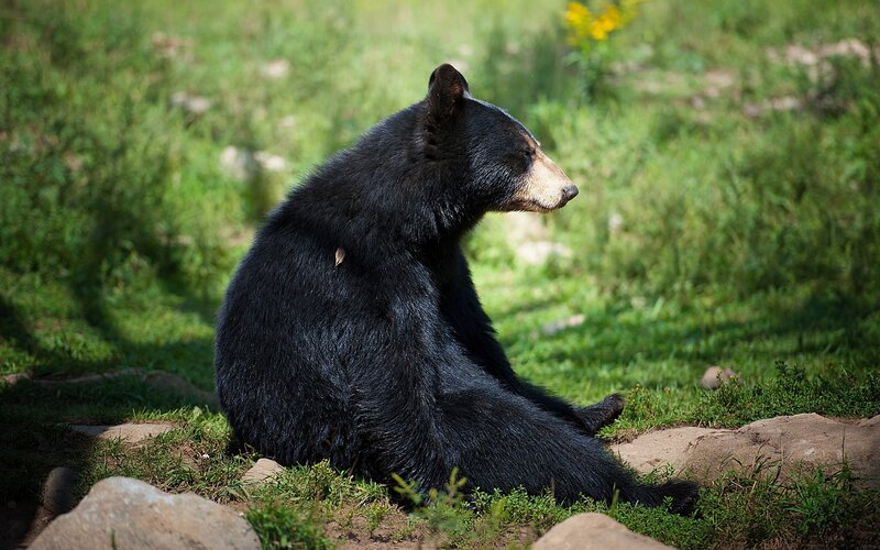 Black Bear Sitting — Green, Calm
