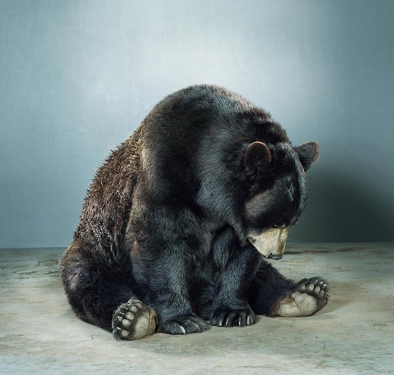 Black Bear Sitting