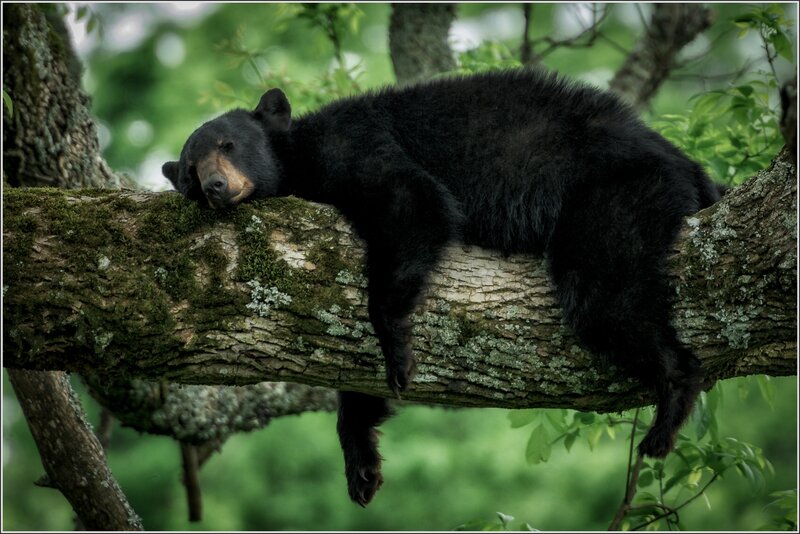 Black Bear Sleeping