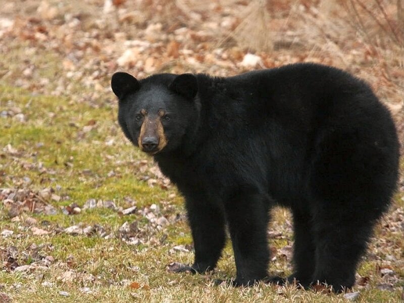 Black Bear Standing — Calm