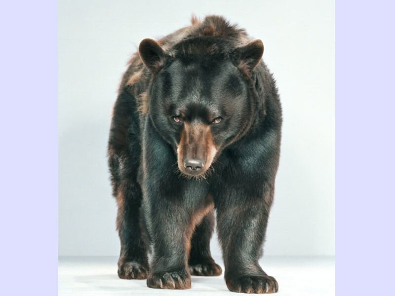 Black Bear Standing