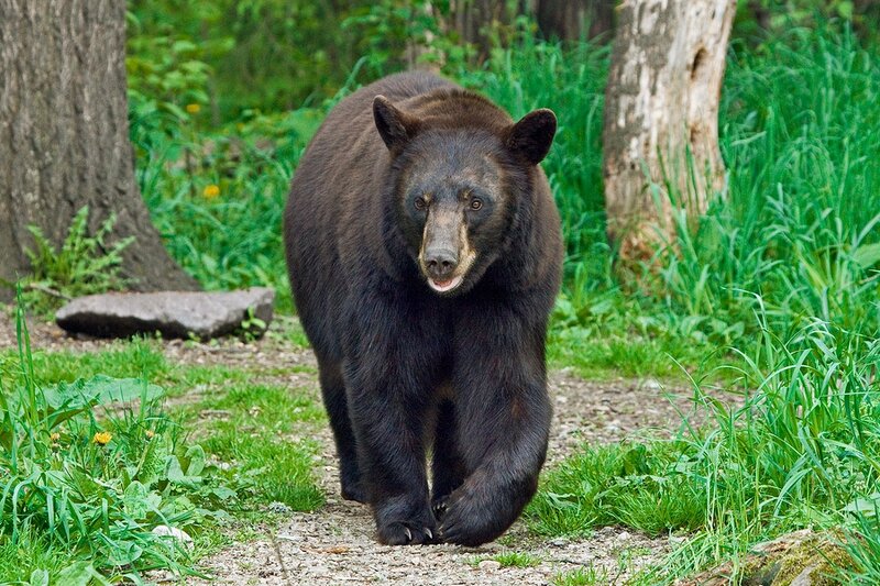 Black Bear Walking — Green