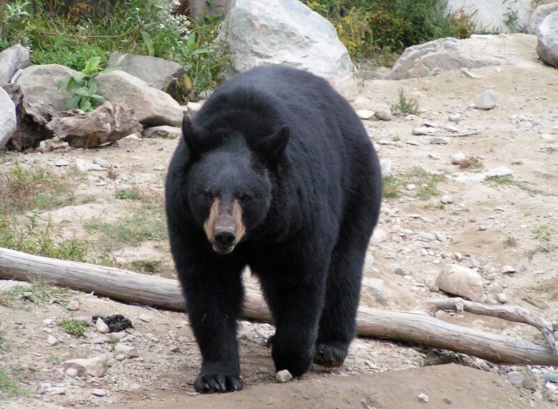 Black bear walking in enclosure
