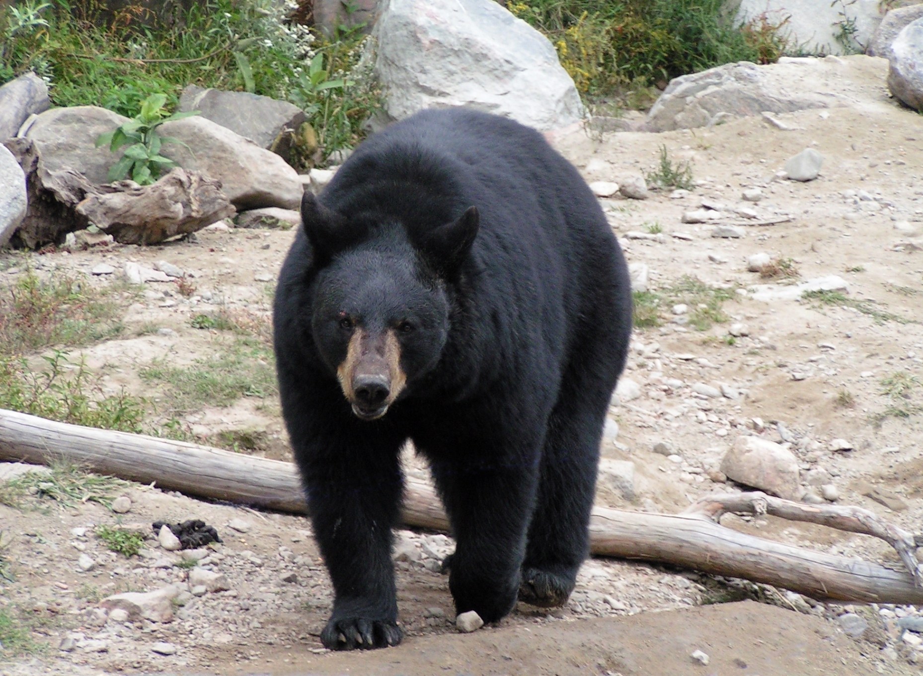 Black bear walking in enclosure
