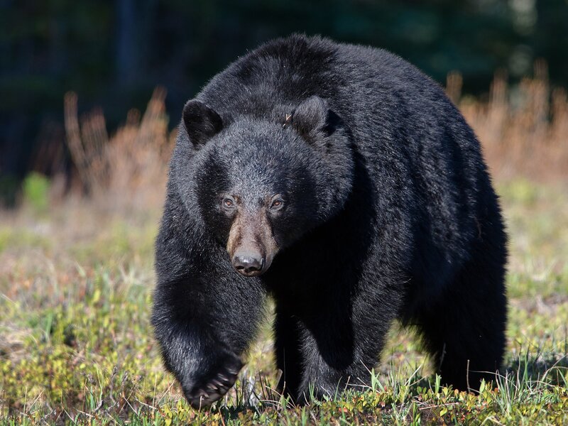Black bear walking in field