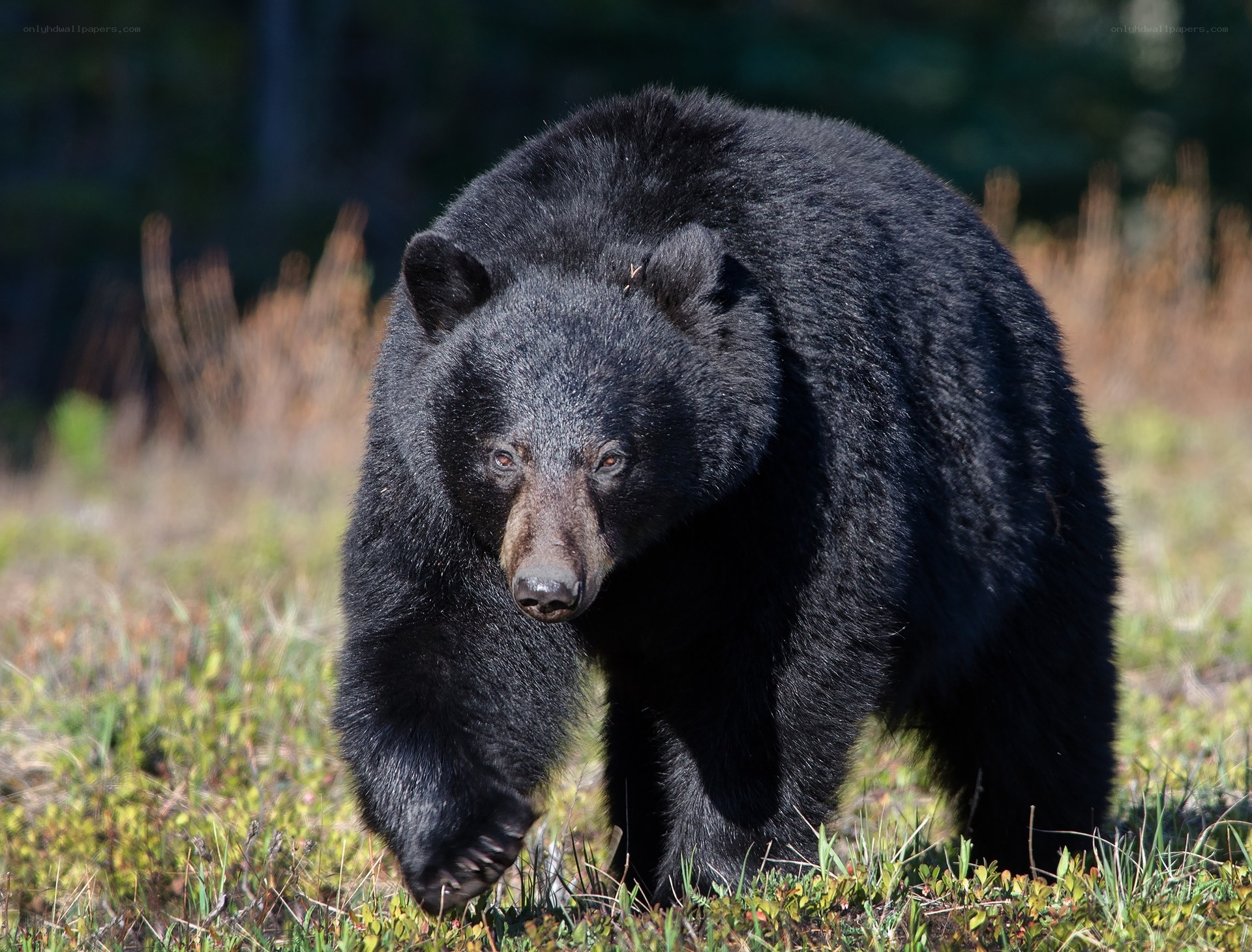Black bear walking in field