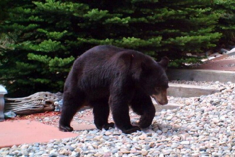 Black Bear Walking