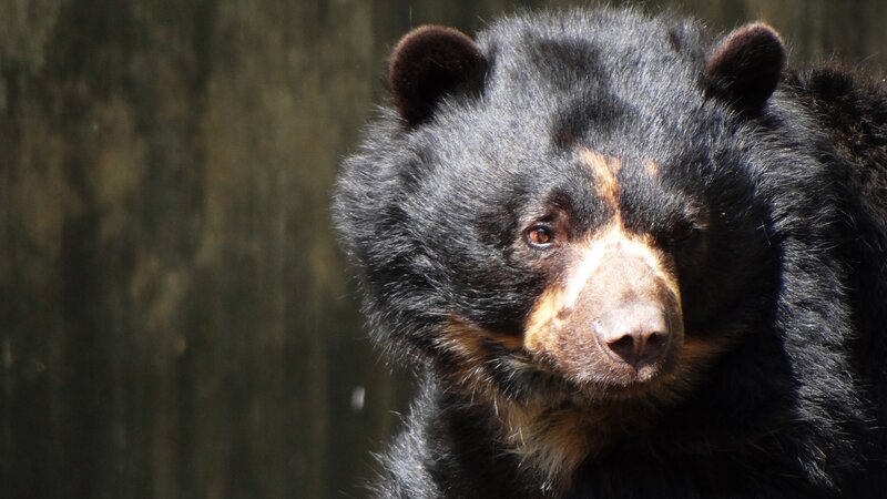 Black Bear with Brown Markings