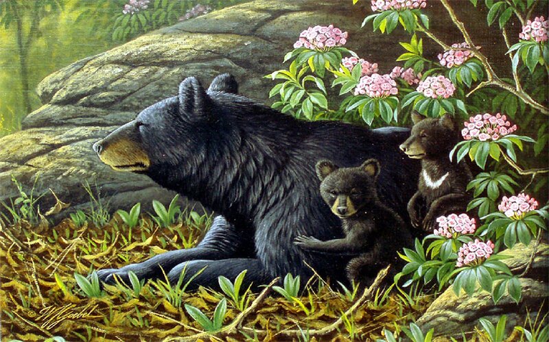Black Bear with Cubs — Serene