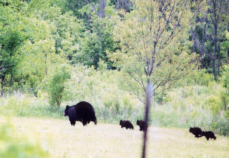 Black Bear with Cubs