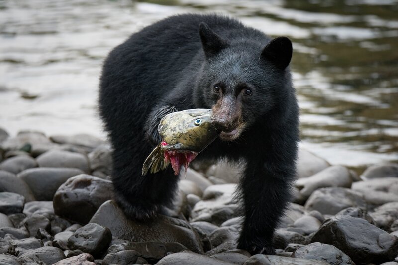 Black Bear with Fish