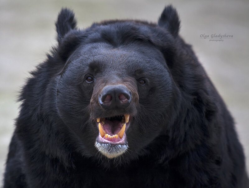 Black Bear with Open Mouth
