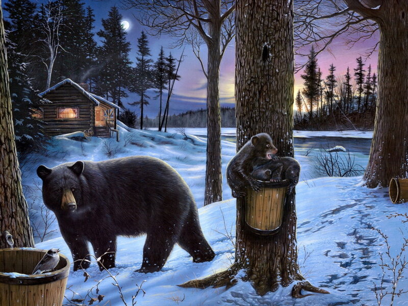 Black Bears in Snow