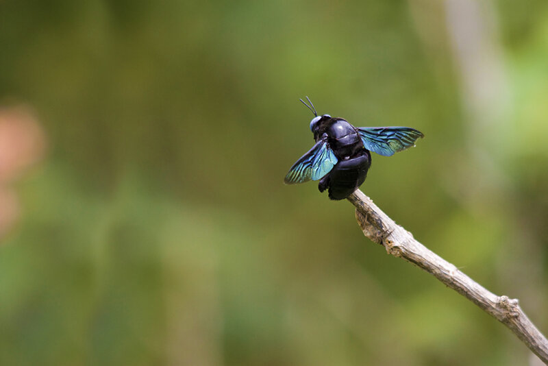 Black Bee on Branch