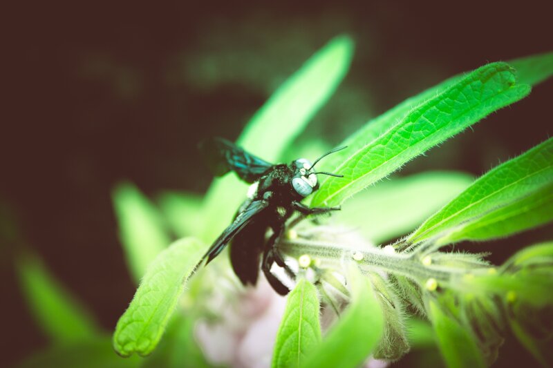 Black Bee on Green Leaf — Natural