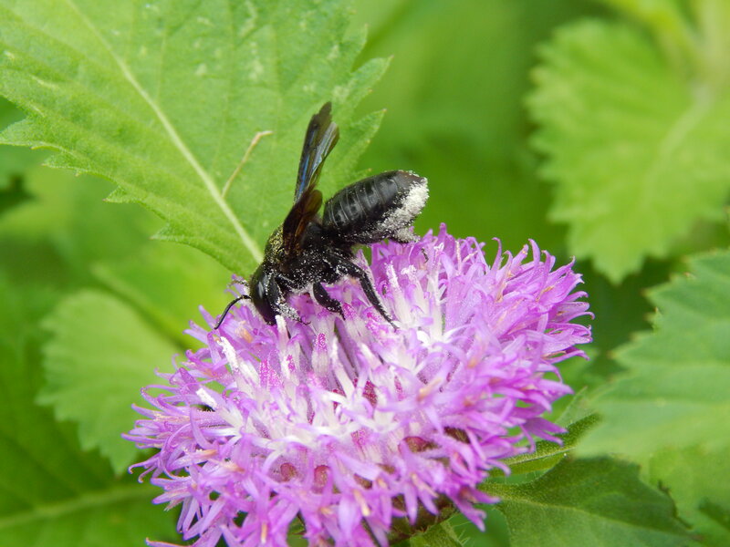 Black Bee on Purple Flower