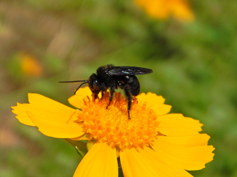 Black Bee on Yellow Flower
