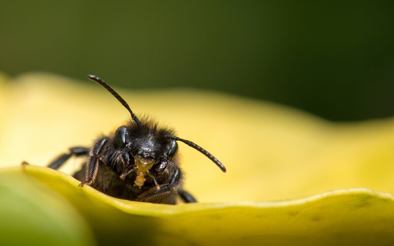 Black Bee on Yellow Leaf