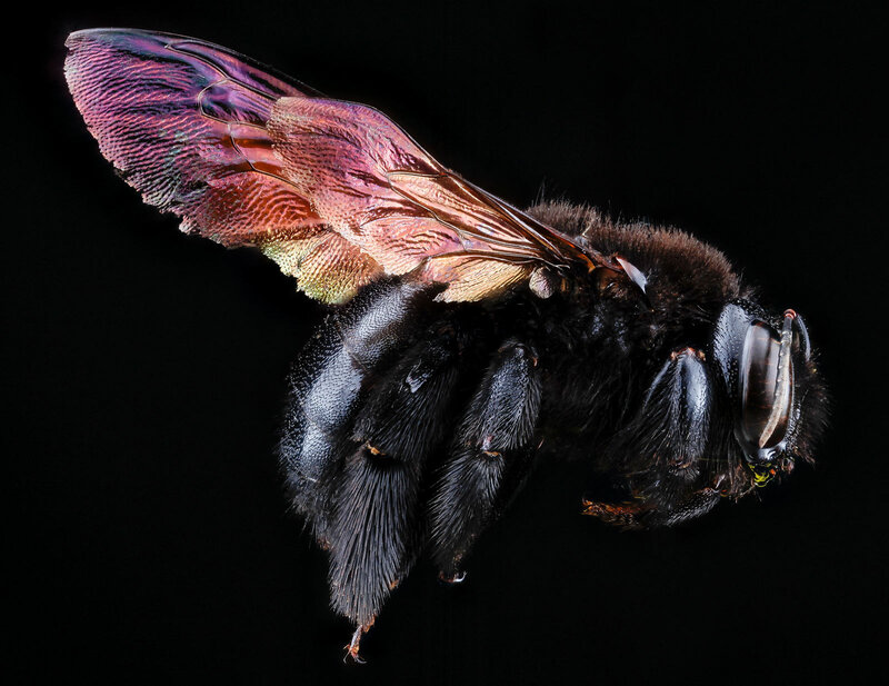 Black Bee with Iridescent Wings