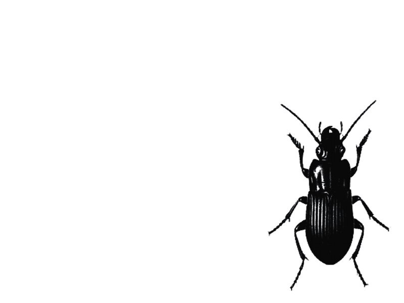 black beetle illustration