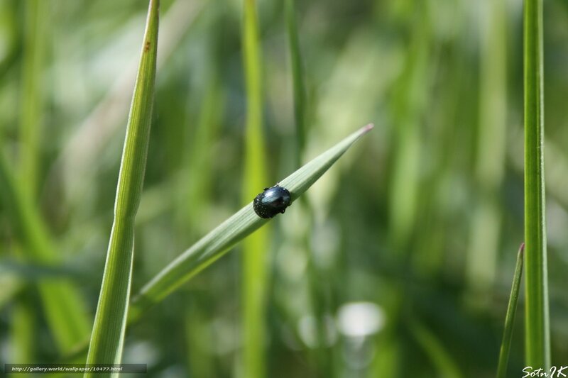 Black beetle on a blade of grass