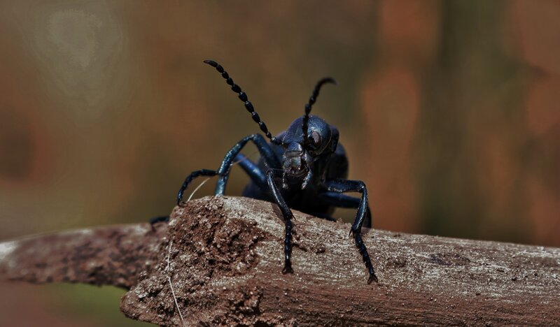 black beetle on a branch