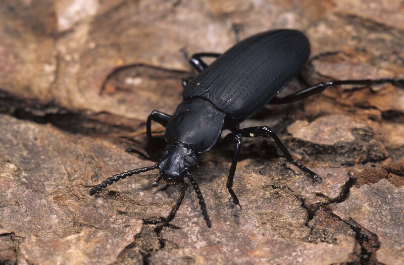 black beetle on bark