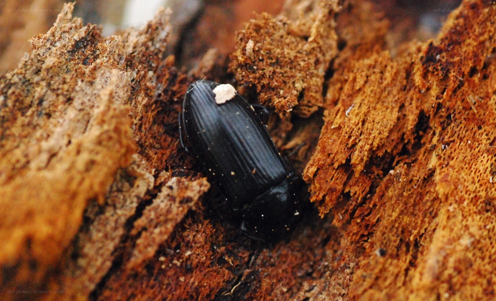 black beetle on decaying wood
