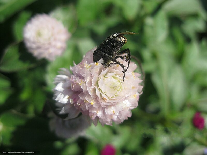 Black Beetle on Flower