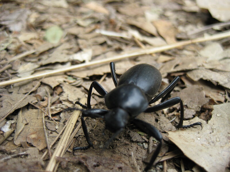 black beetle on forest floor