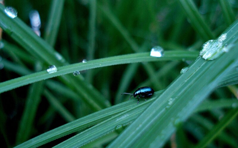 Black Beetle on Grass