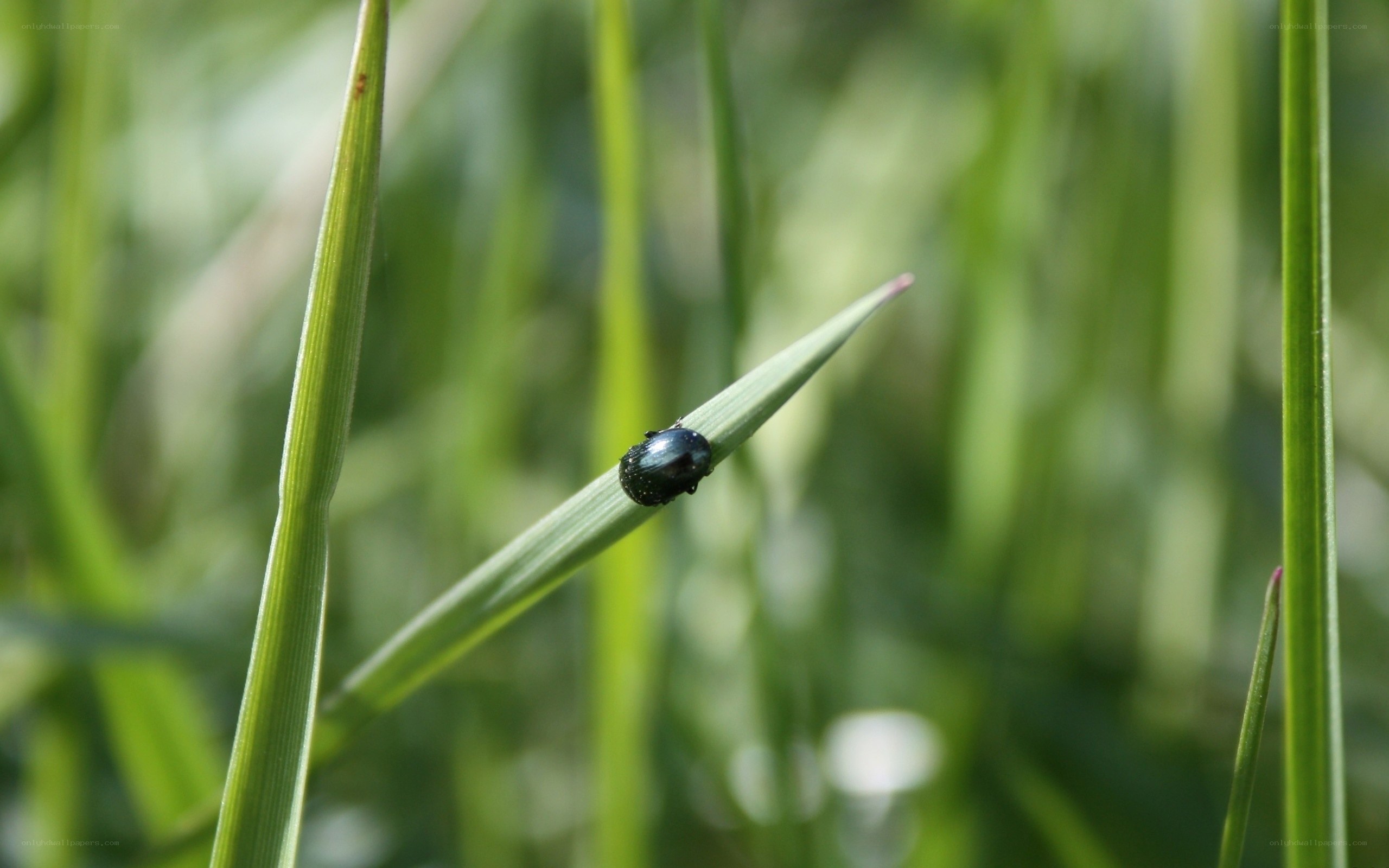 Black beetle on green grass