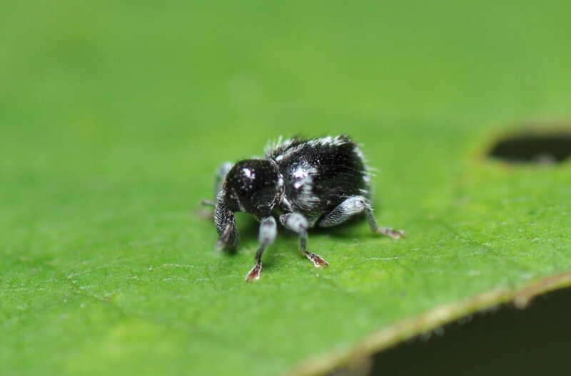 black beetle on green leaf