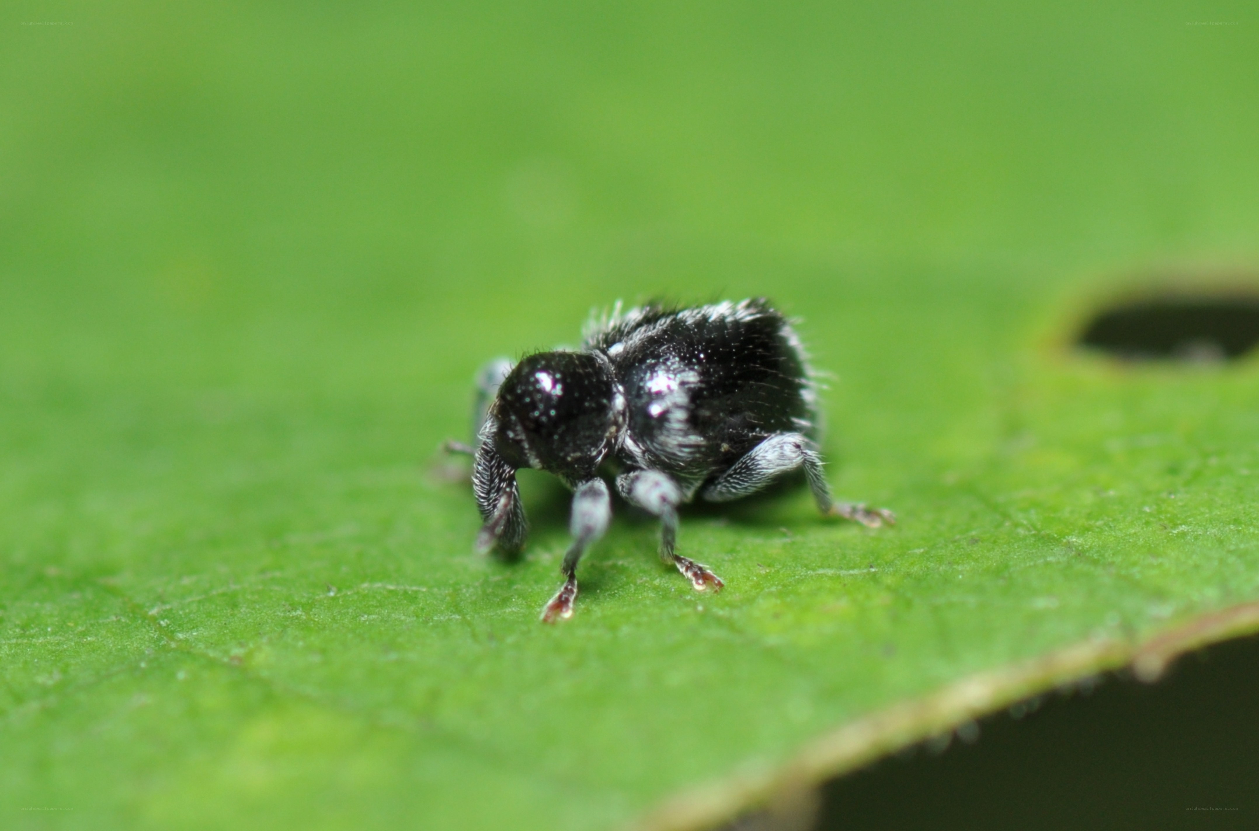 black beetle on green leaf