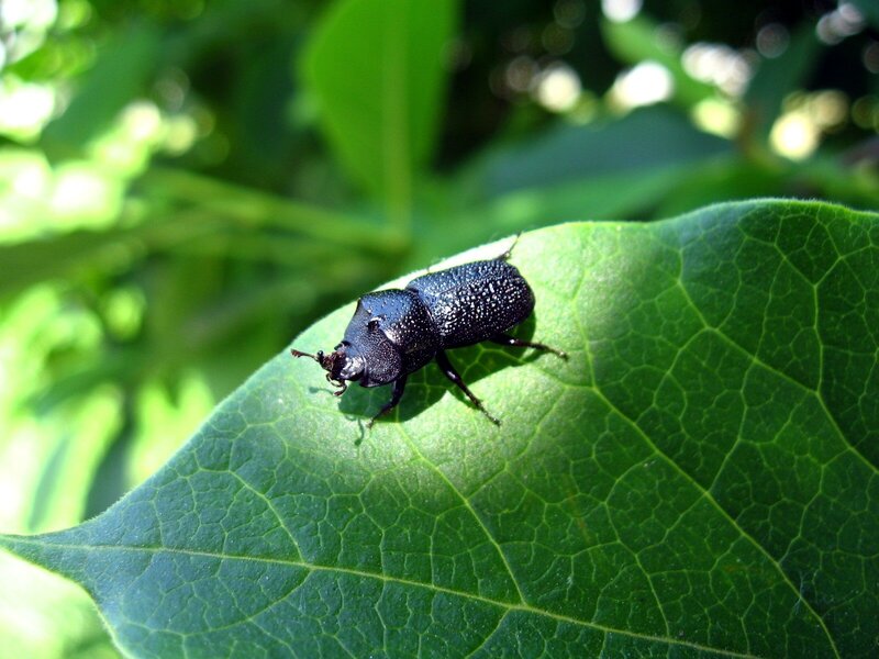 black beetle on green leaf