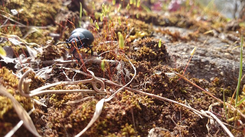 Black Beetle on Moss — Brown