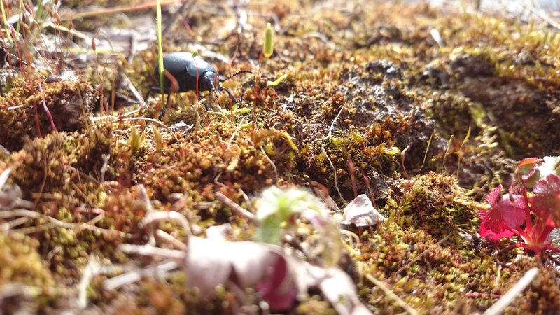 Black Beetle on Moss — Green