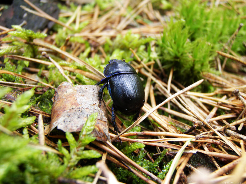 Black Beetle on Moss