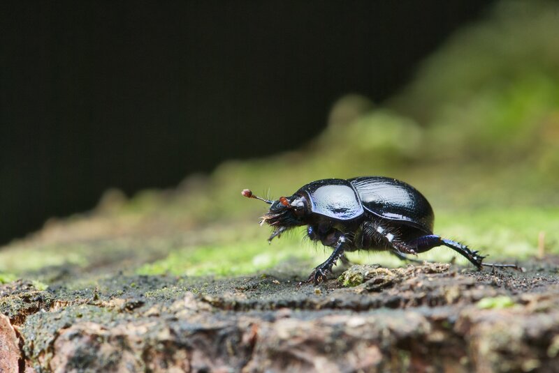 black beetle on mossy log