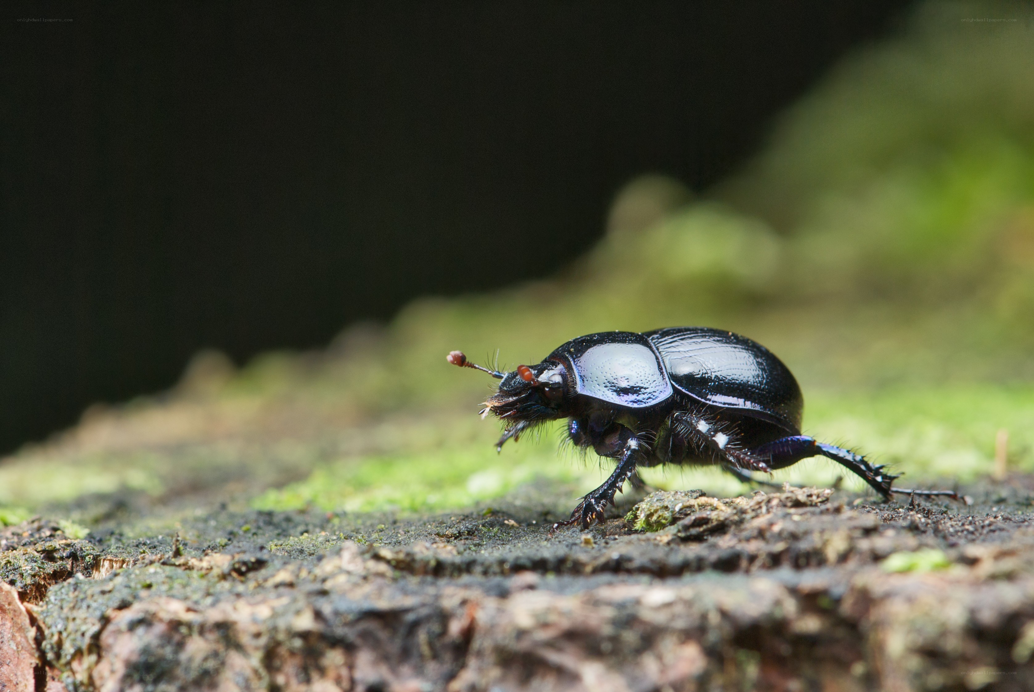 black beetle on mossy log