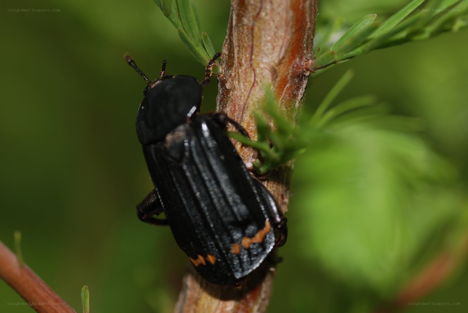 black beetle on plant stem