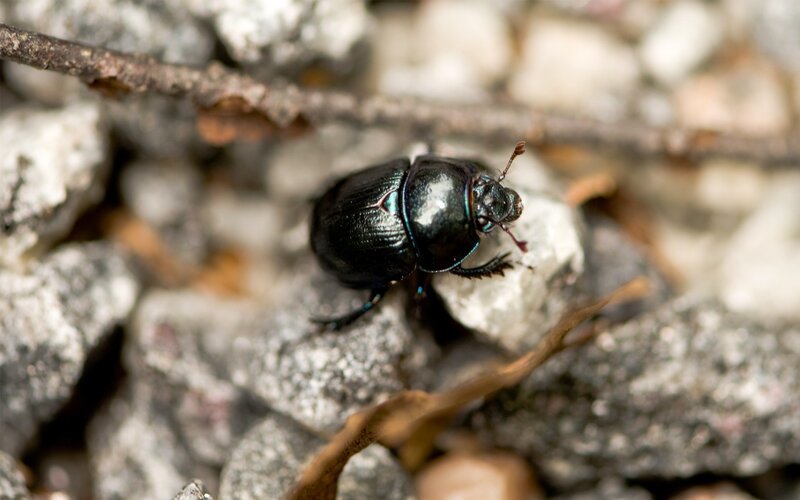 black beetle on rocks