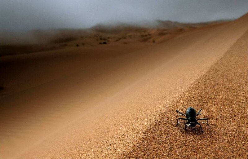 Black Beetle on Sand Dune