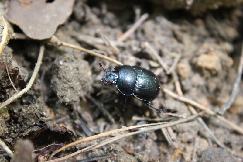 Black Beetle on Soil — Natural