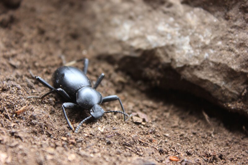 black beetle on soil