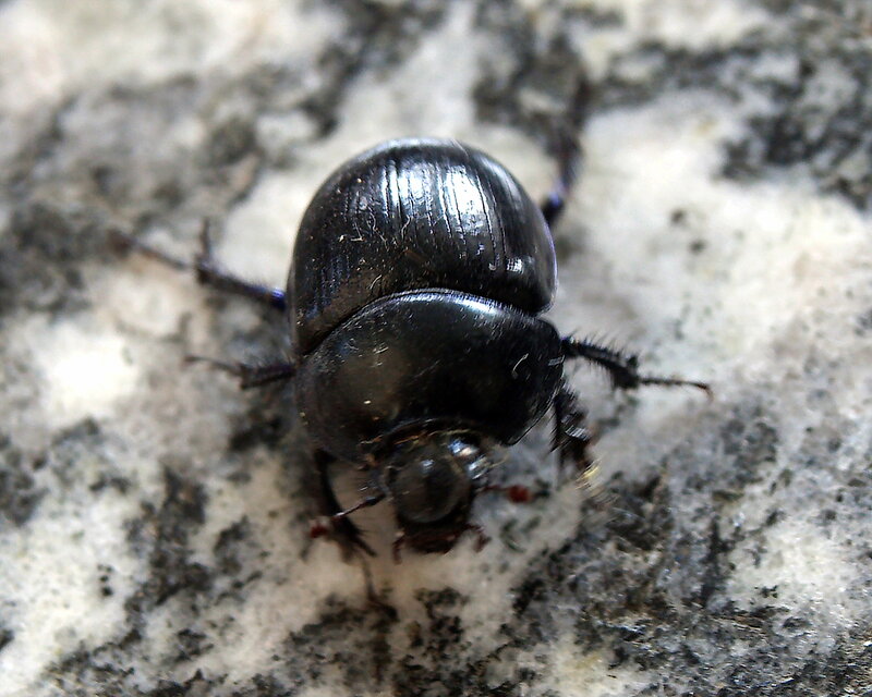 Black Beetle on Stone