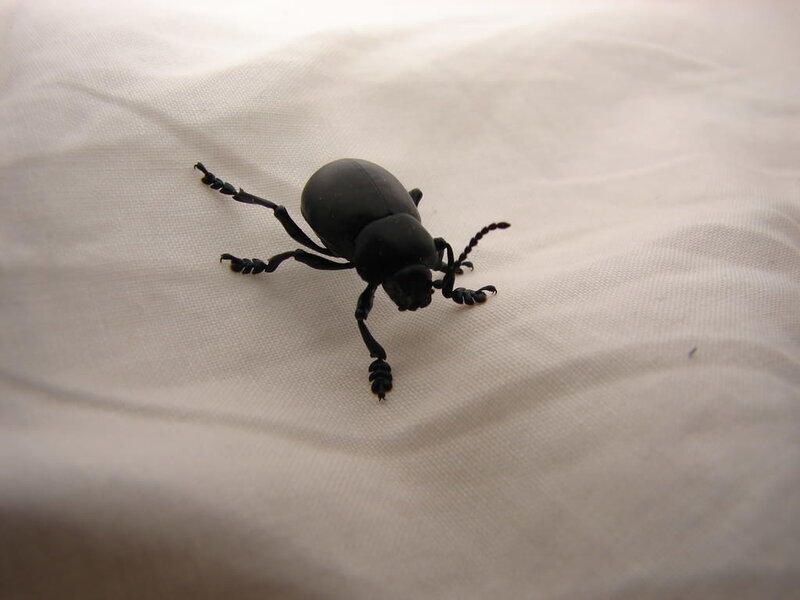 black beetle on white fabric