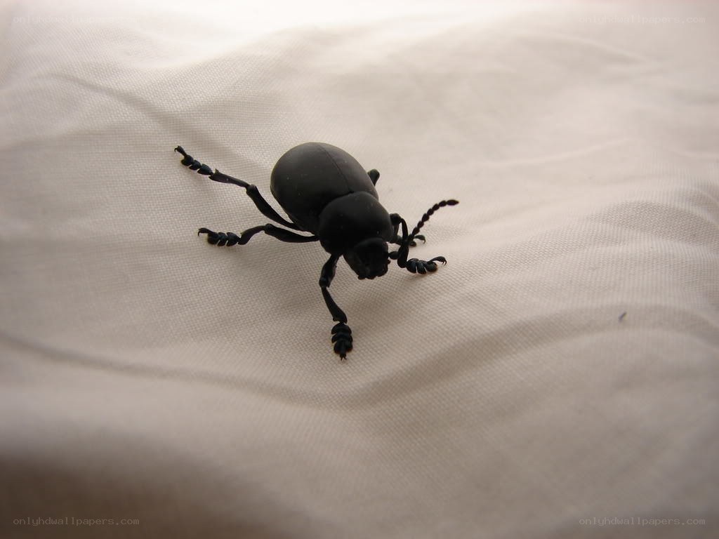 black beetle on white fabric