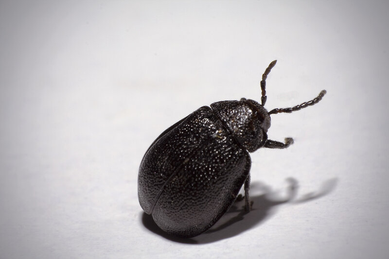 black beetle on white surface